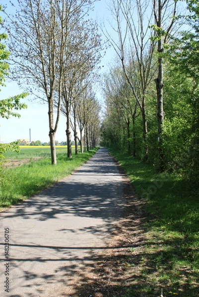 Fototapeta Countryside path next to blooming rapeseed field under blue sky