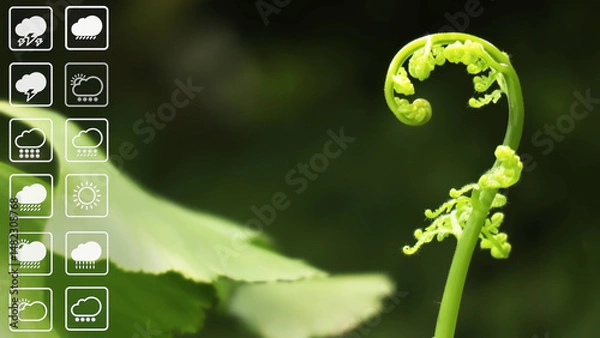 Fototapeta Weather forecast presentation background show weather symbol with beautiful freshness new leaves of fern in tropical evergreen rain forest.Image use for meteorology presentation background. 
