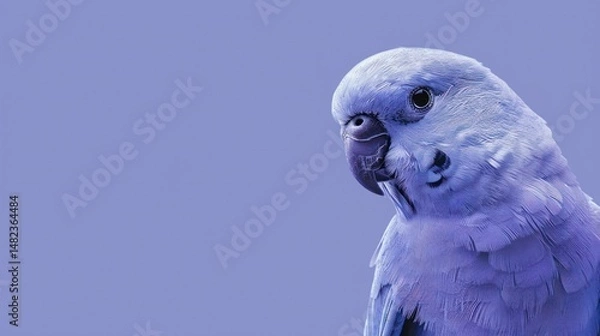 Fototapeta Close-up of a Pastel Blue Parrot, Soft Feather Texture, Exotic Bird Portrait, Gentle Wildlife Image, Blue Background, Colorful Tropical Bird, Copy Space