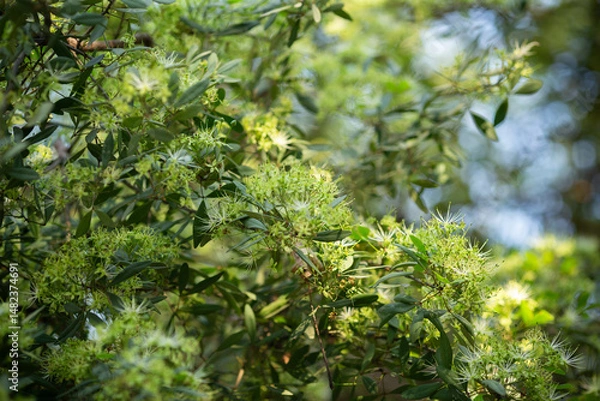 Fototapeta Flower of Maerua siamensis (known as Jang or Kang in Thai language) tropical tree, close up shot background