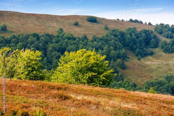 Fototapeta forest landscape of carpathian mountain range with in summer. scenic deciduous ecosystem of europe environment concept. fluffy clouds on the blue sky in evening light