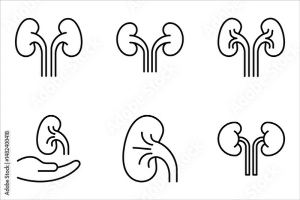 Fototapeta kidneys icon set, urinary system concept, vector illustration on white background