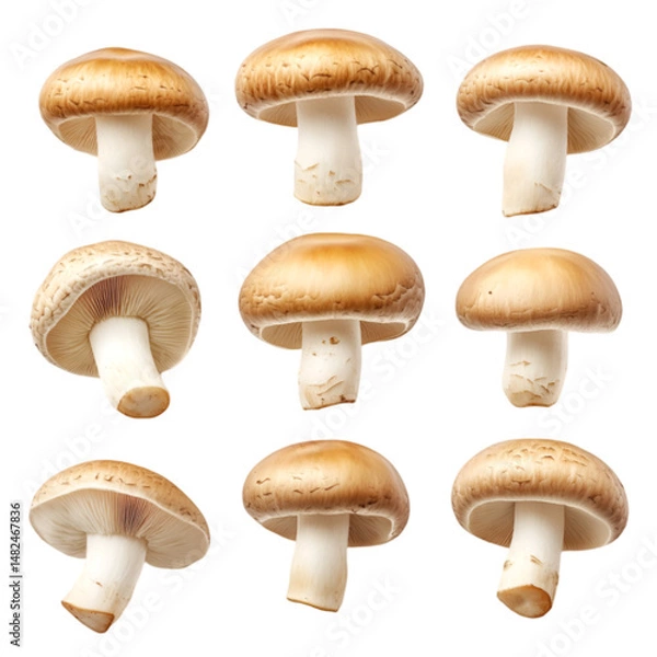 Fototapeta Nine Brown Mushrooms Isolated on Black Background