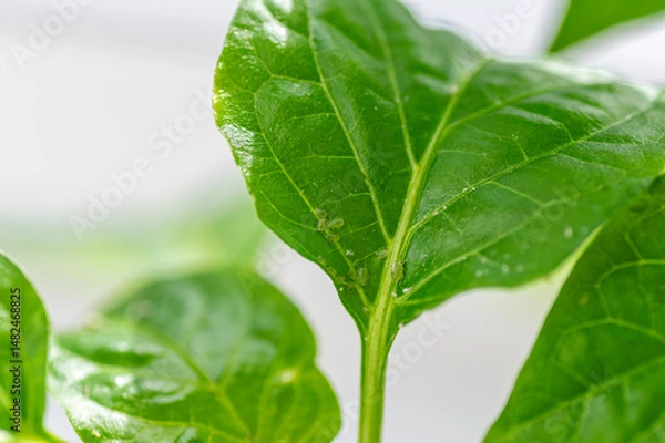 Fototapeta Macro close-up of aphids on sweet pepper seedling leaf