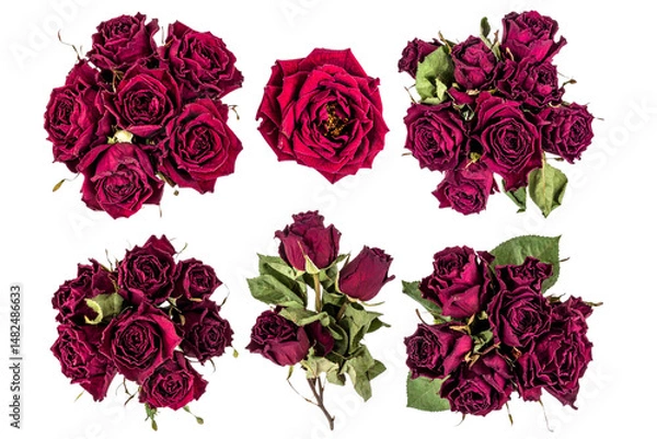 Obraz Three Dried red rose bouquet, top view isolated on a transparent background