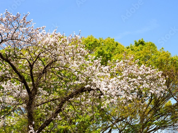 Obraz 桜と新緑。背景に青空、日本の春