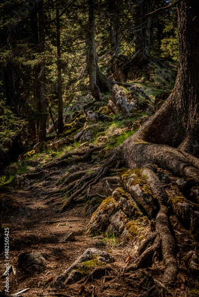 Fototapeta Mysterious Forest Trail In Naturpark Ammergauer Alpen: Twisting Tree Roots, Moss-Covered Rocks, And A Narrow Dirt Path Winding Through Dense Woods In The Serene Bavarian Mountains