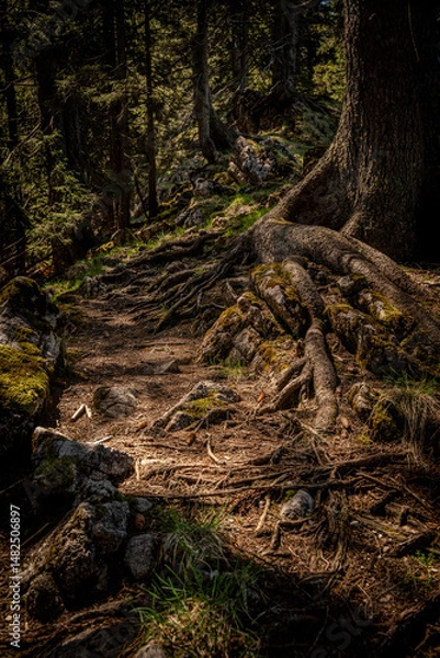 Fototapeta Mysterious Forest Trail In Naturpark Ammergauer Alpen: Twisting Tree Roots, Moss-Covered Rocks, And A Narrow Dirt Path Winding Through Dense Woods In The Serene Bavarian Mountains