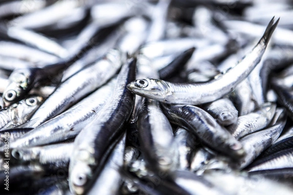 Obraz Anchioves