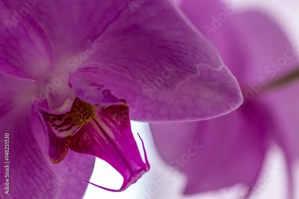 Obraz Orchid from the top right