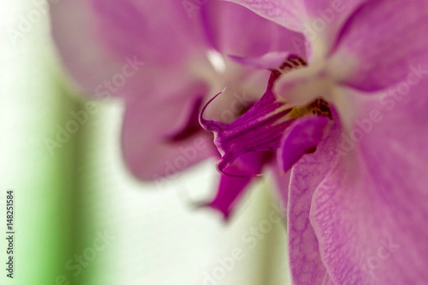 Obraz Orchid from the top