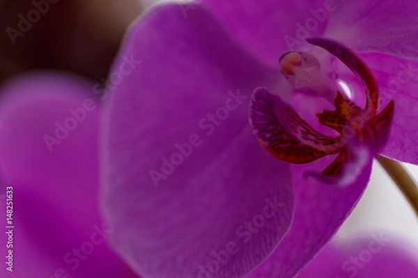 Obraz Orchid Purple