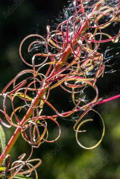 Fototapeta fireweed flower with seeds..