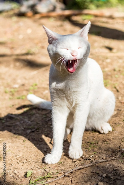 Fototapeta white cat basks in the sun..