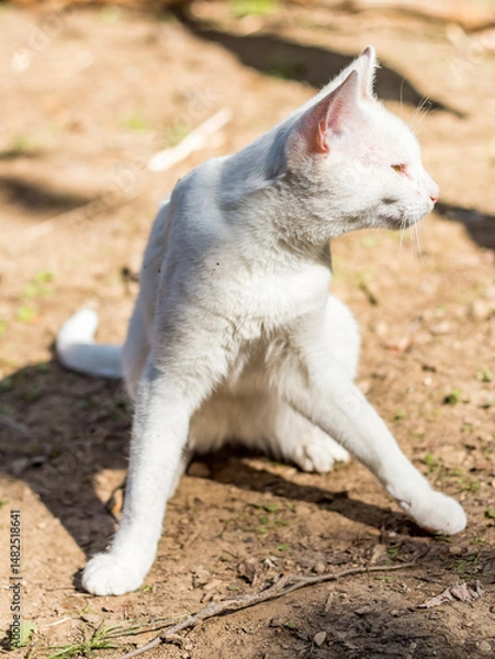 Fototapeta white cat basks in the sun..