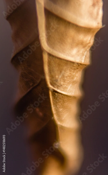 Fototapeta dry leaf close up