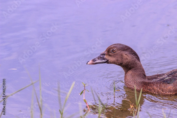 Obraz Wood Duck