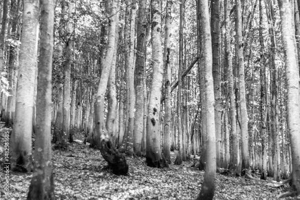 Fototapeta Bare Woodland Stands In Majestic Silence.