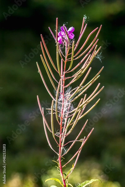 Fototapeta fireweed flower with seeds..