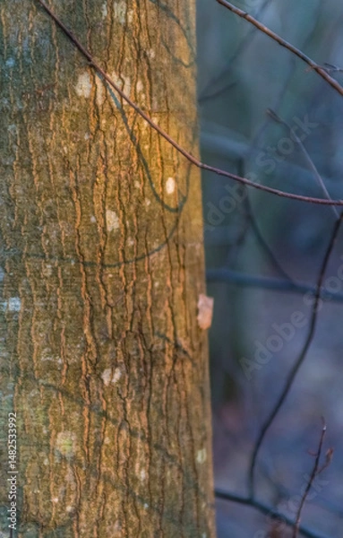 Fototapeta Golden Tree Trunk Displays Natural Texture.