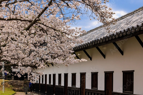 Obraz 舞鶴公園の桜