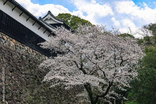Obraz 舞鶴公園の桜