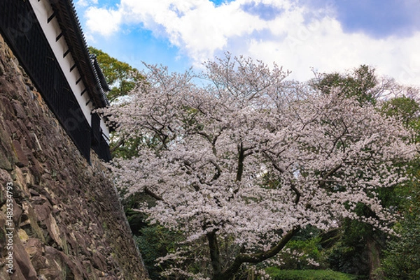 Fototapeta 舞鶴公園の桜