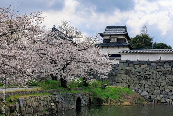 Obraz 舞鶴公園の桜