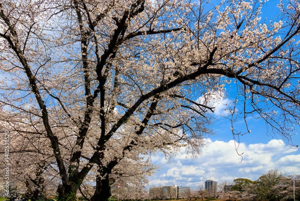 Fototapeta 舞鶴公園の桜