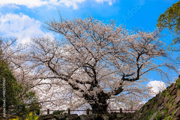 Obraz 舞鶴公園の桜