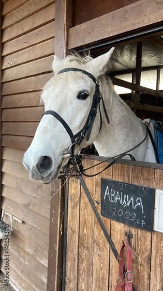 Obraz horse and rider