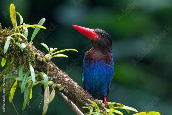Fototapeta Blue bellied kingfisher on a tree branch