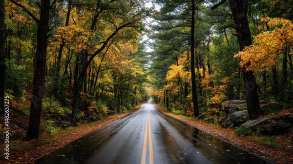 Fototapeta Beautiful autumn road surrounded by vibrant trees in a serene landscape during a rainy day