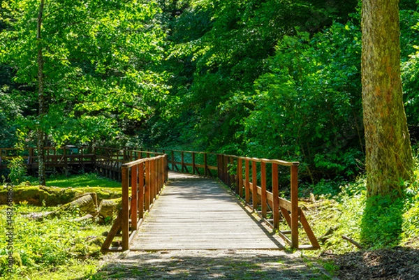 Fototapeta Forest trees near the bridge. Wooden bridge across the river among forest trees.
