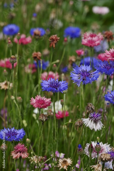 Obraz ヤグルマギク