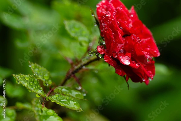 Obraz しずくに濡れて咲くバラ