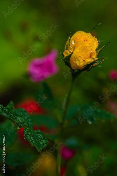 Obraz しずくに濡れて咲くミニバラ
