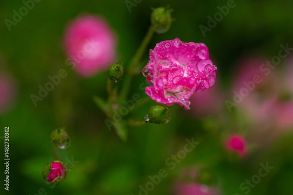 Obraz しずくに濡れて咲くミニバラ