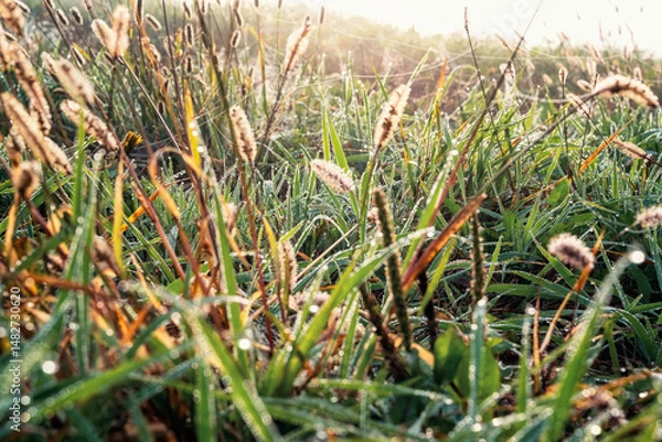 Fototapeta Beautiful autumn nature background with wild grasses on an autumn meadow at sunrise. Macro image, shallow depth of field.