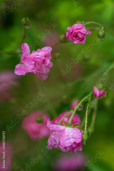 Obraz しずくに濡れて咲くミニバラ