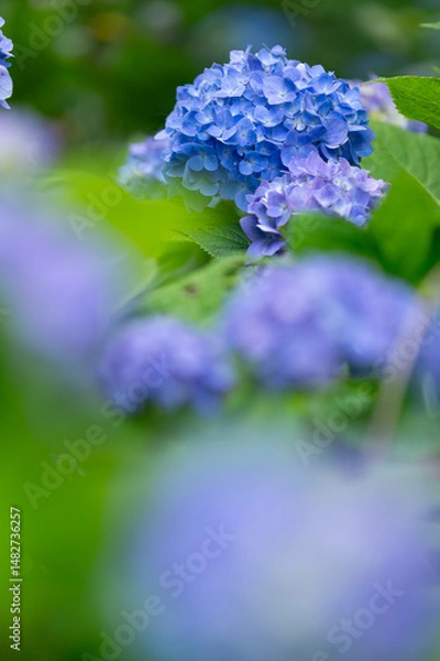 Obraz 梅雨の眺め