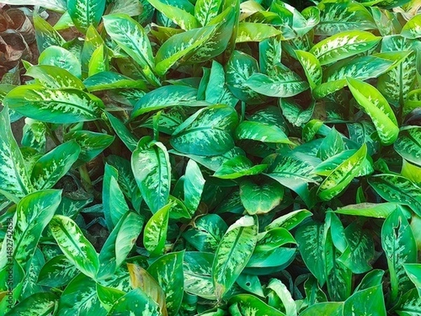 Obraz green leaves background