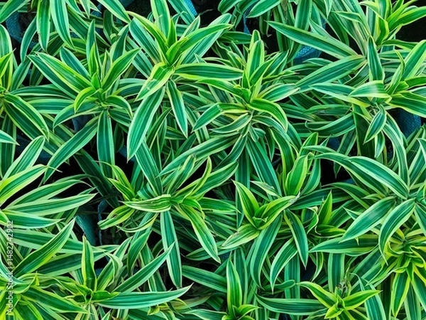 Obraz green leaves background