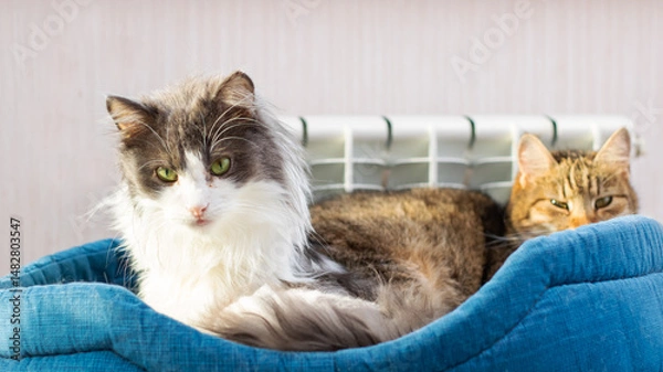 Fototapeta A cozy group of cats relaxes together in a soft, comfortable pet bed, creating serenity