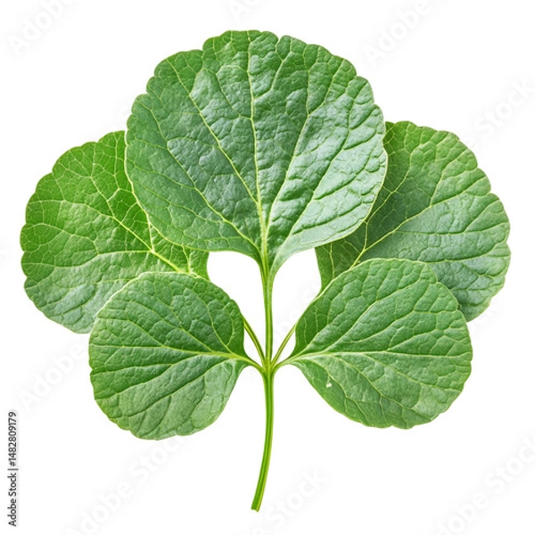 Fototapeta Coriander leaves isolated on white background, clipping path, full depth of field.