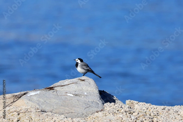 Obraz bergeronnette sur le rocher