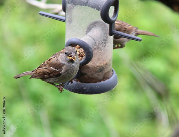 Obraz un moineau gourmand