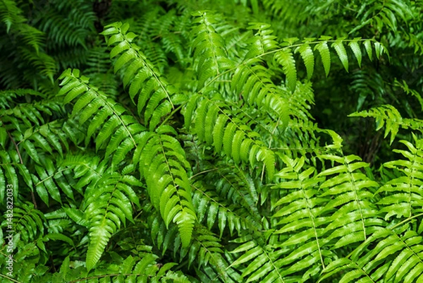 Fototapeta Vegetable fern (Diplazium esculentum) is a type of fern whose young leaves are usually eaten as a vegetable by people in Southeast Asia. Nature background.