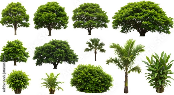 Obraz Assortment Of Green Trees And Shrubs Isolated On White Background For Design Projects