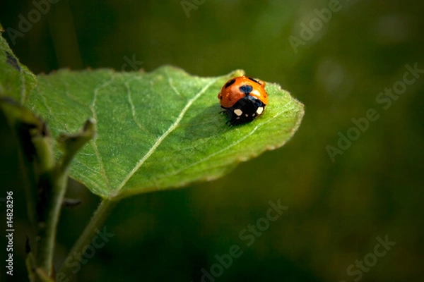 Fototapeta Marienkäfer
